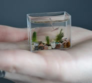 world's smallest fish tank by Anatoly Konenko
